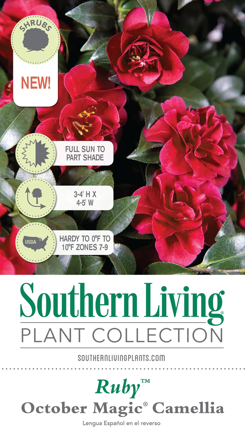 2.5 Quart Flowering Evergreen Shrub with Red Blooms K7919