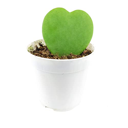 Hoya Kerrii Heart (4" Grower Pot) Heart Shaped Leaf Houseplant V28049