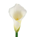35 Stems White Calla Lilies 60 cm X78700