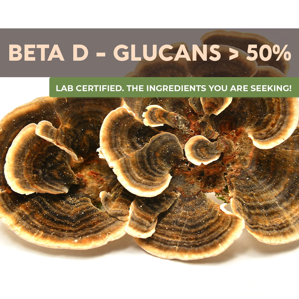 Organic Turkey Tail Mushroom Supplement Powder 3.5 oz Z646