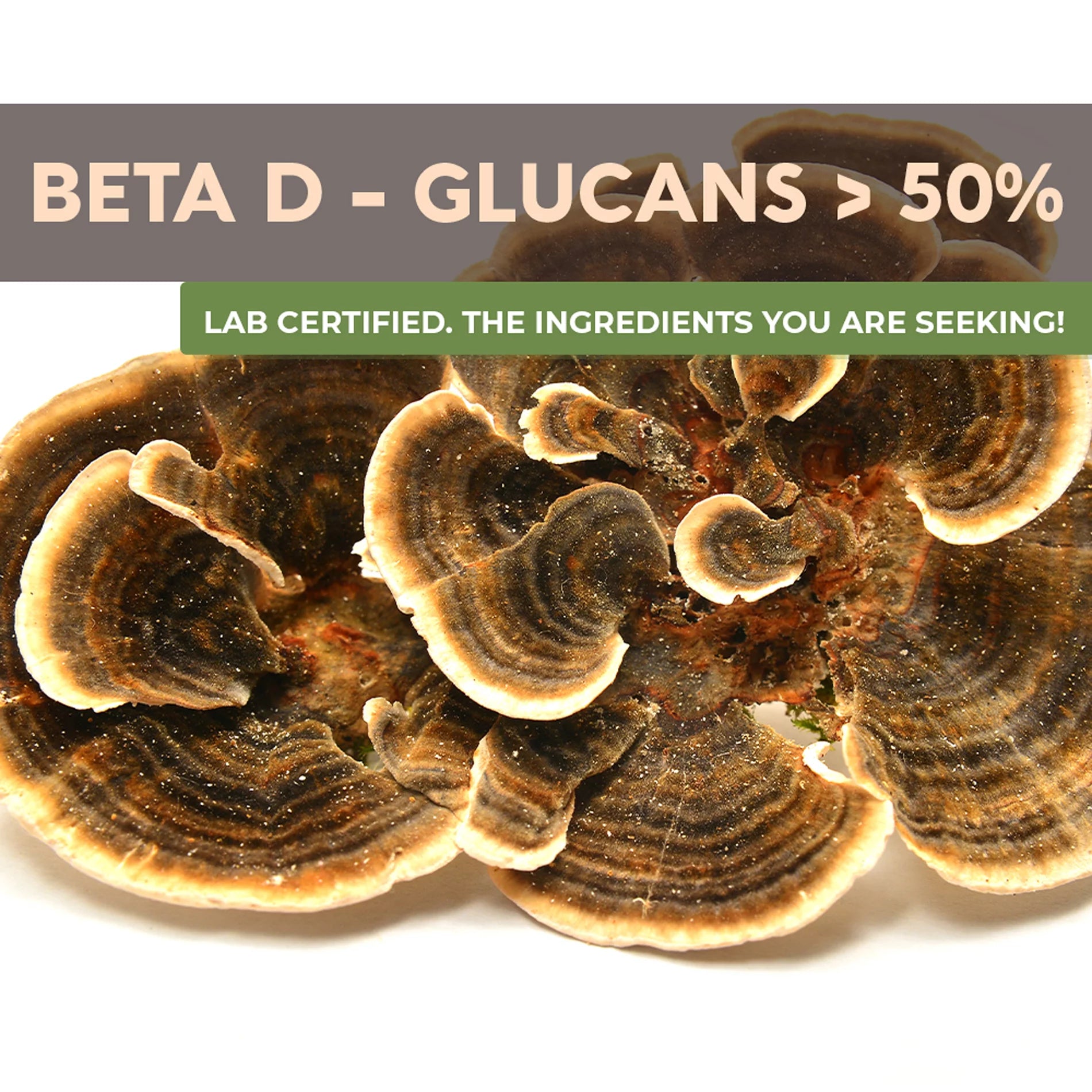Organic Turkey Tail Mushroom Supplement Powder 3.5 oz Z646