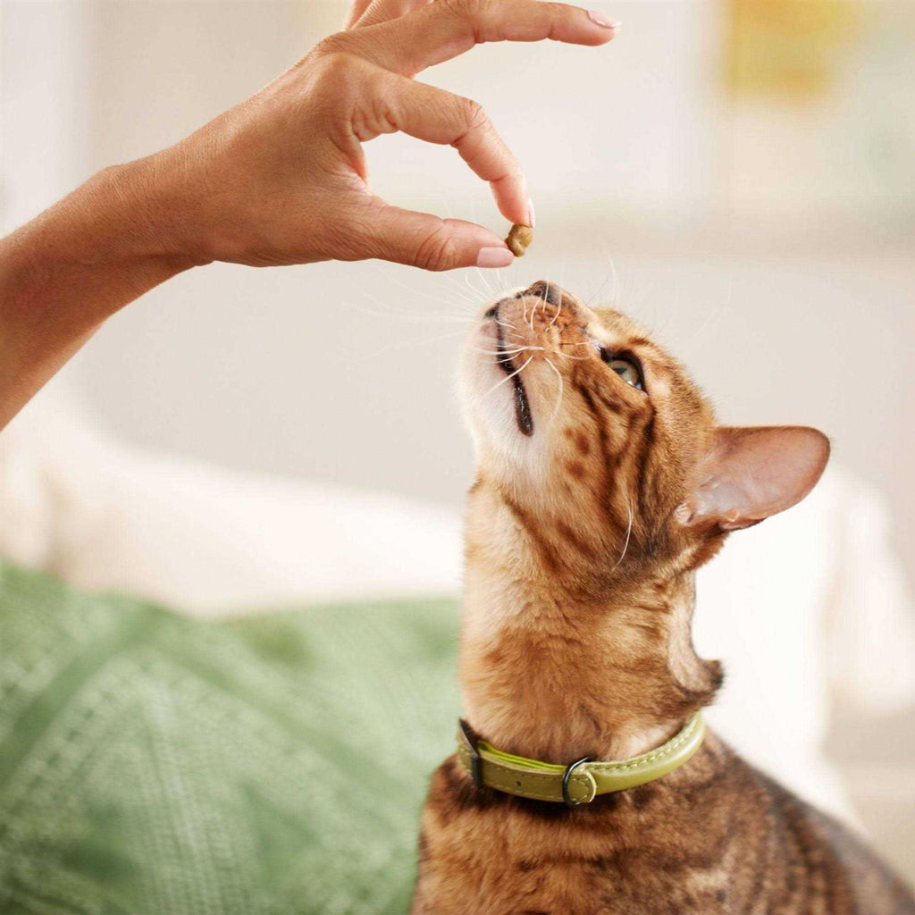 Cat Treats W255049