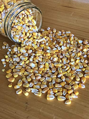 Whole Corn (50 lb) T963