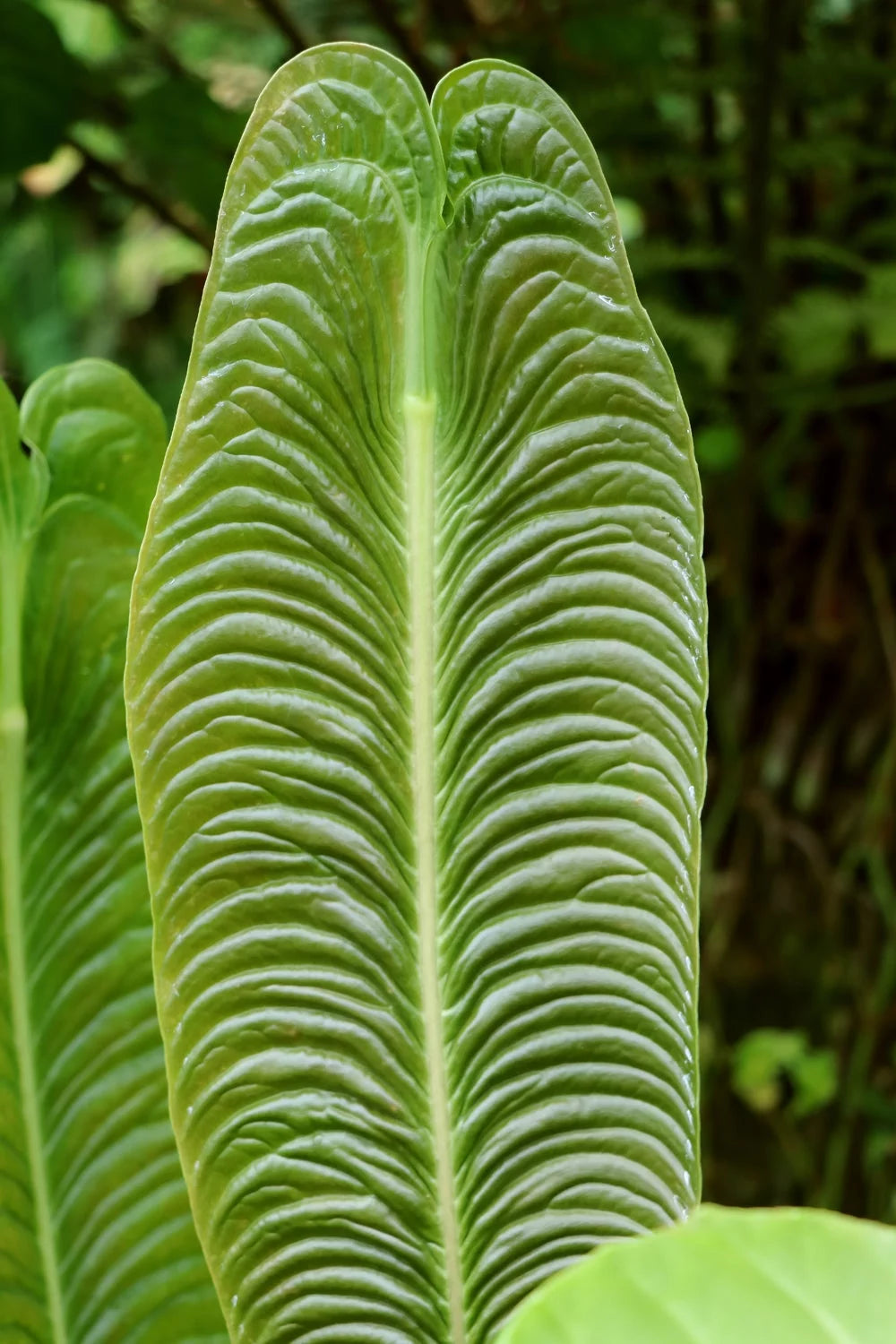 King Veitchii Live Plant O27764