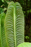 King Veitchii Live Plant O27764