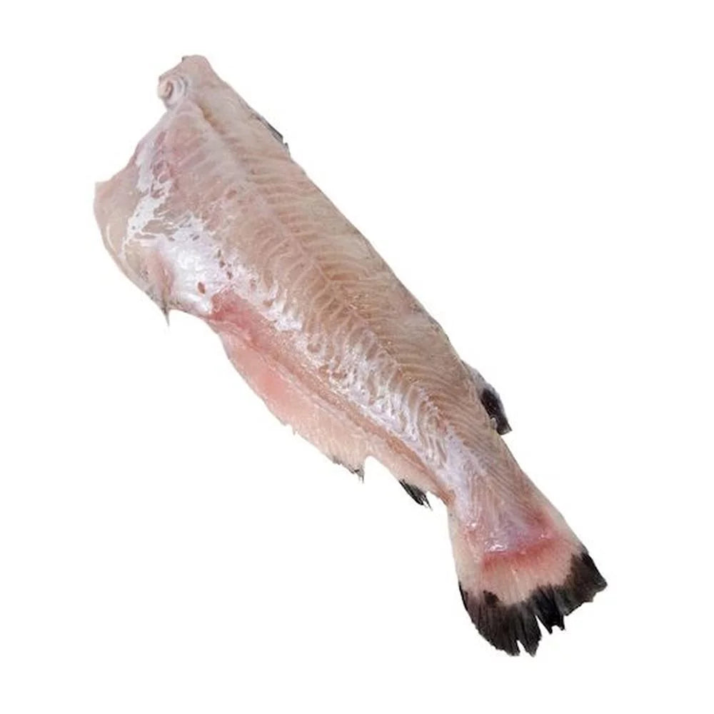 15 Pound Catfish S65414