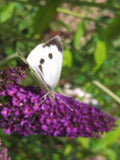50 Butterfly Bush Seeds Q1634
