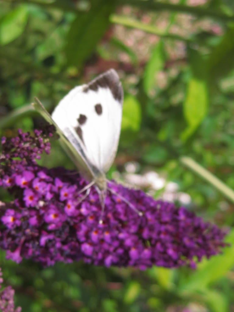 50 Butterfly Bush Seeds Q1634