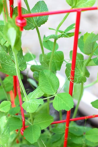 Expandable Tall Pea Trellis for Climbing Plants, 9'-8" L x 37" H - Green K724710