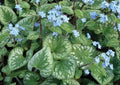 Shade Perennial D466347