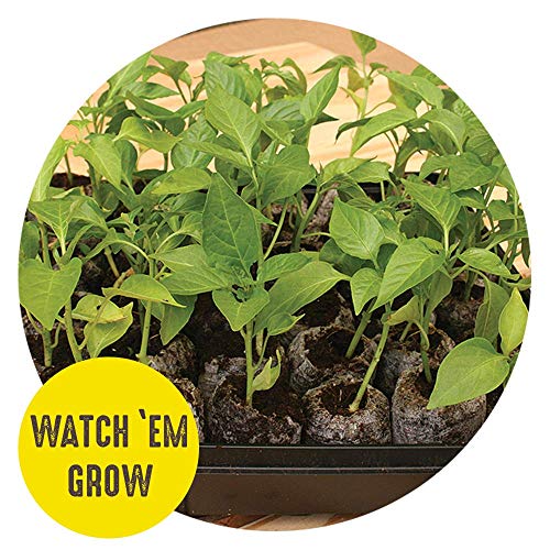 72 Cell 36mm Peat Pellets Seed Starting Tray Kit, 2 Pack C3954