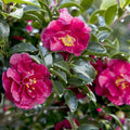 2.5 Quart Flowering Evergreen Shrub with Red Blooms K7919