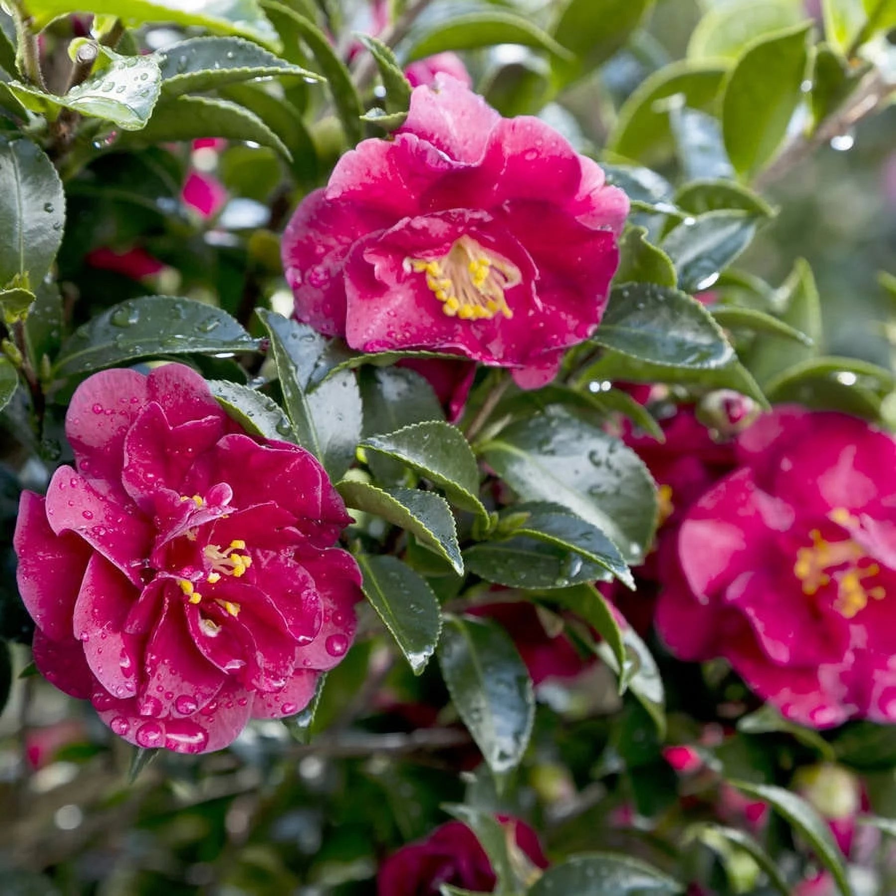 2.5 Quart Flowering Evergreen Shrub with Red Blooms K7919