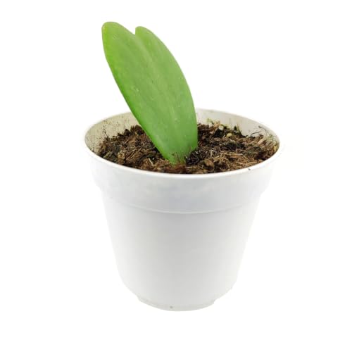 Hoya Kerrii Heart (4" Grower Pot) Heart Shaped Leaf Houseplant V28049