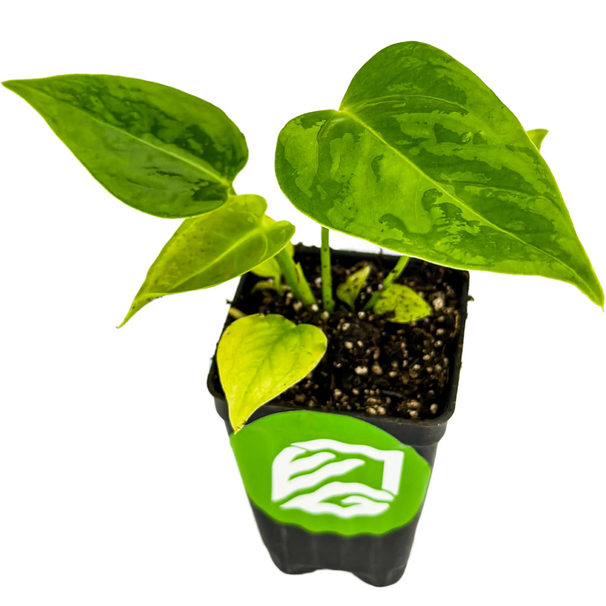 King Veitchii Live Plant O27764