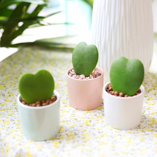 Hoya Kerrii Heart (4" Grower Pot) Heart Shaped Leaf Houseplant V28049