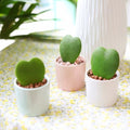 Hoya Kerrii Heart (4" Grower Pot) Heart Shaped Leaf Houseplant V28049