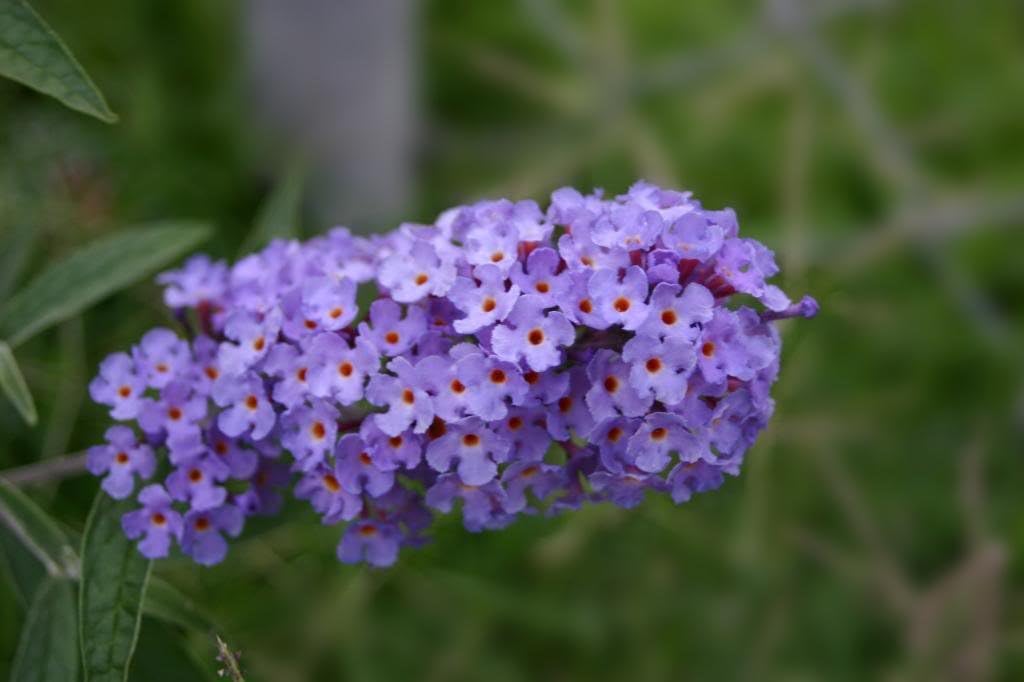 50 Butterfly Bush Seeds Q1634