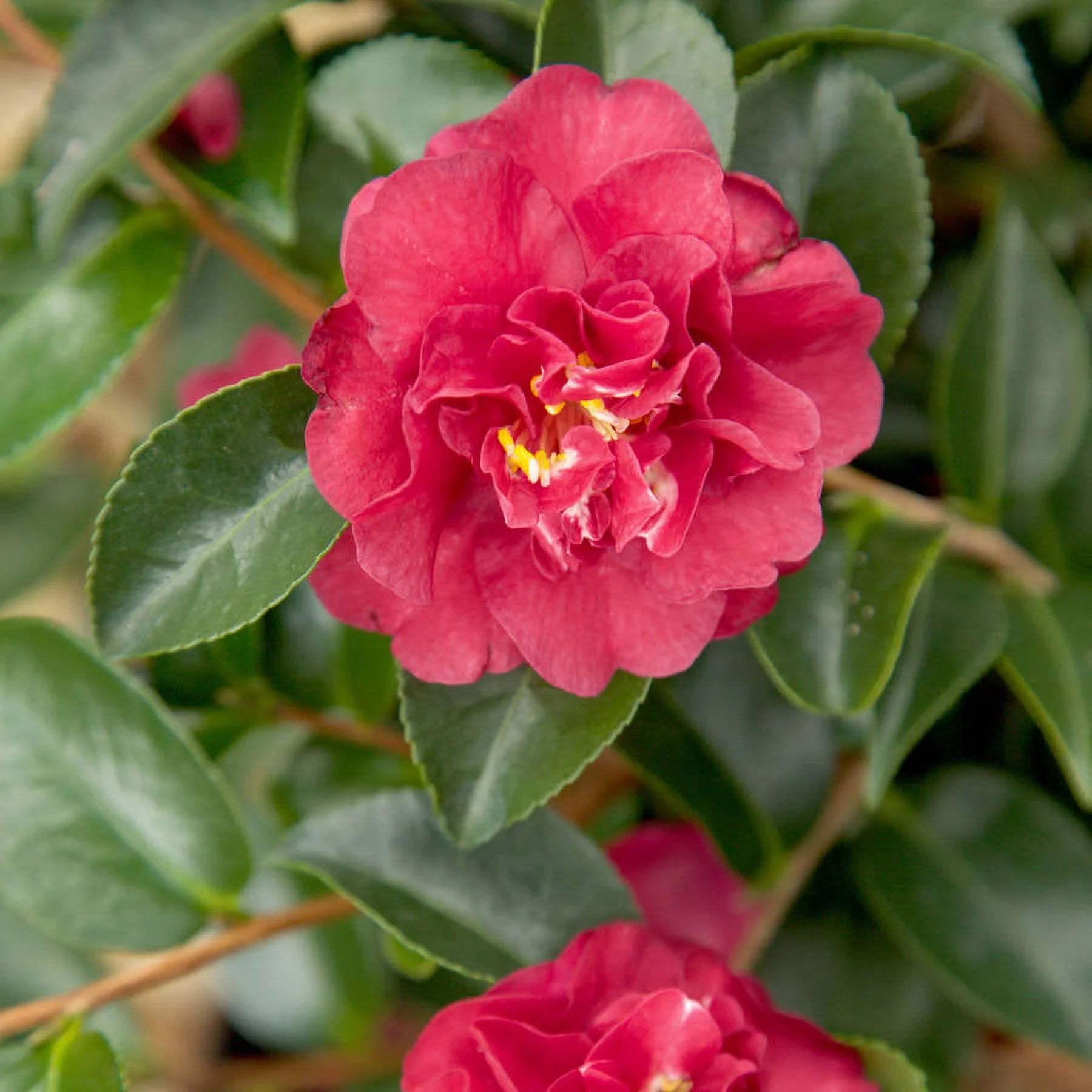 2.5 Quart Flowering Evergreen Shrub with Red Blooms K7919