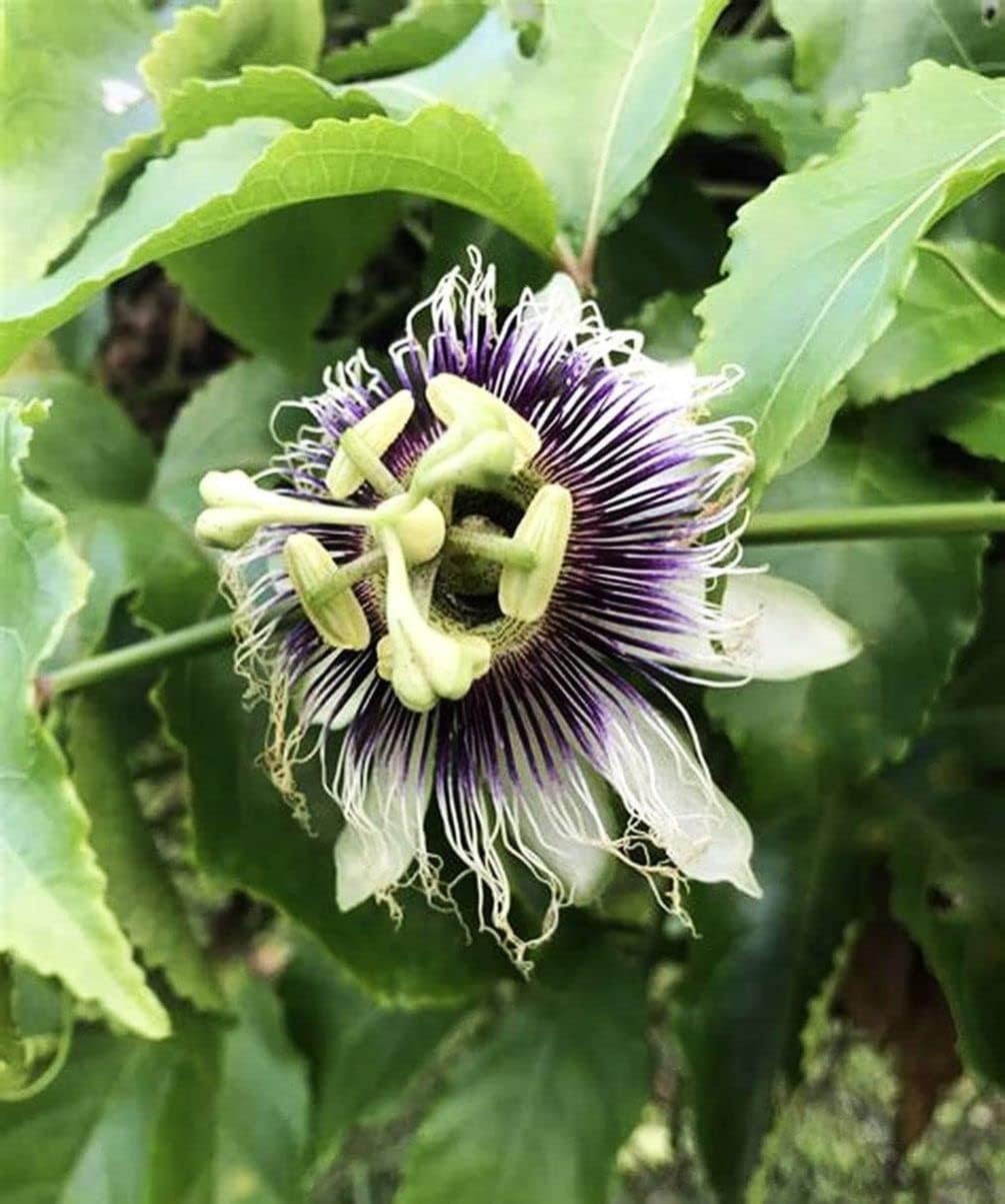 20 Purple Passion Fruit Seeds Edible Fruit Cold Hardy U3763