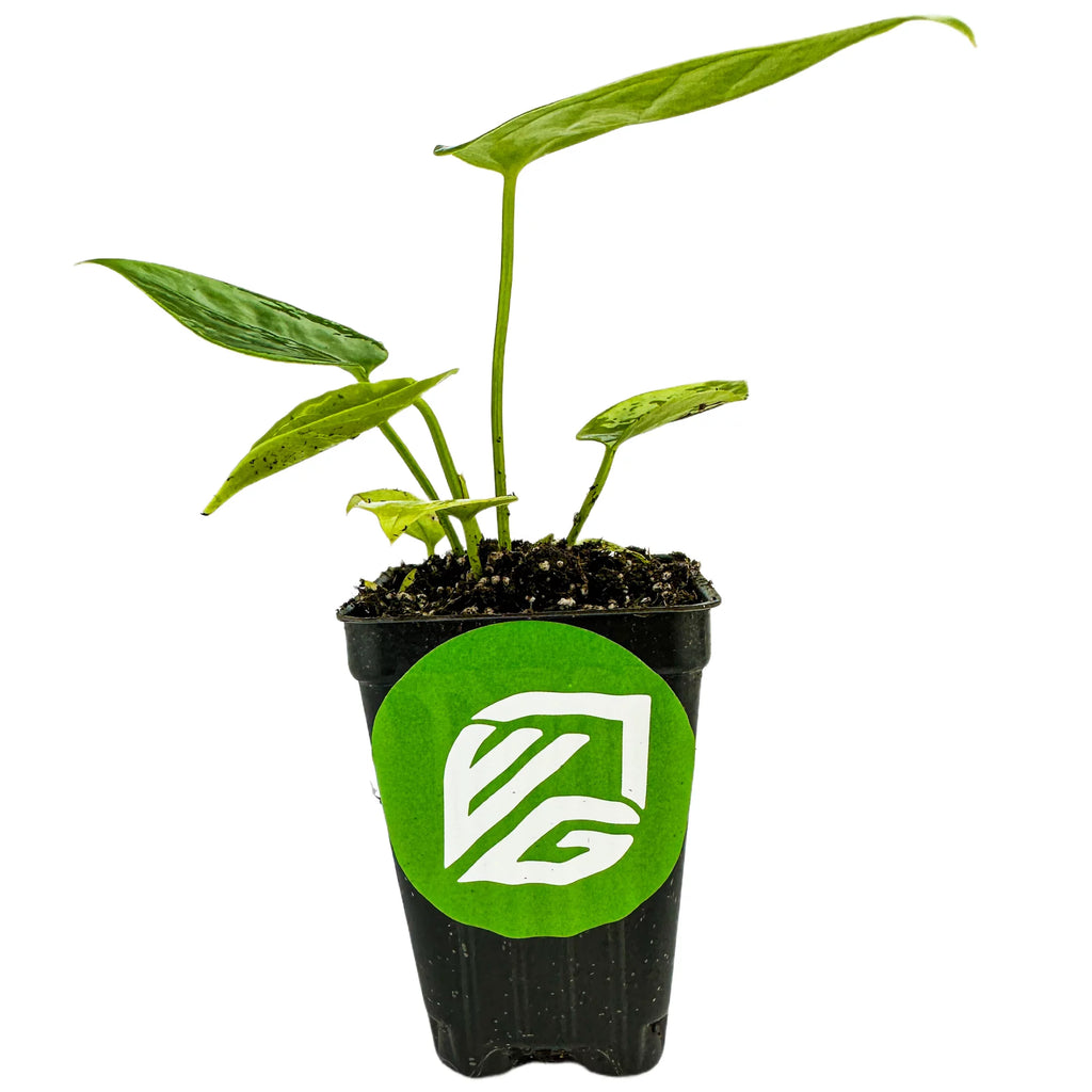 King Veitchii Live Plant O27764