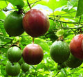 20 Purple Passion Fruit Seeds Edible Fruit Cold Hardy U3763