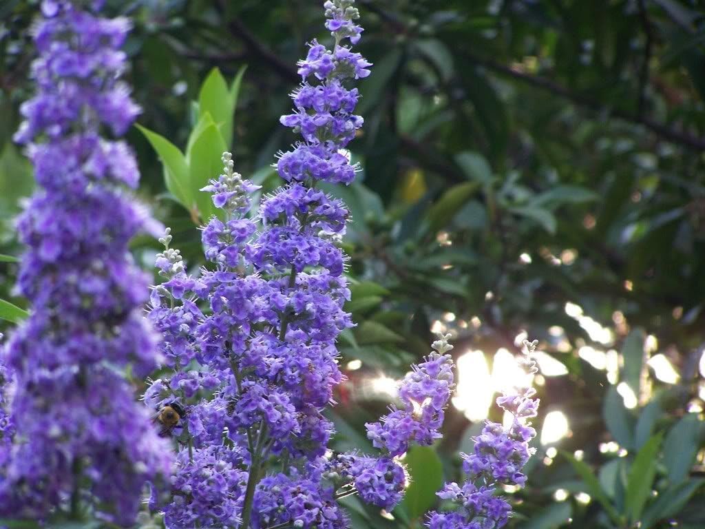 50 Butterfly Bush Seeds Q1634