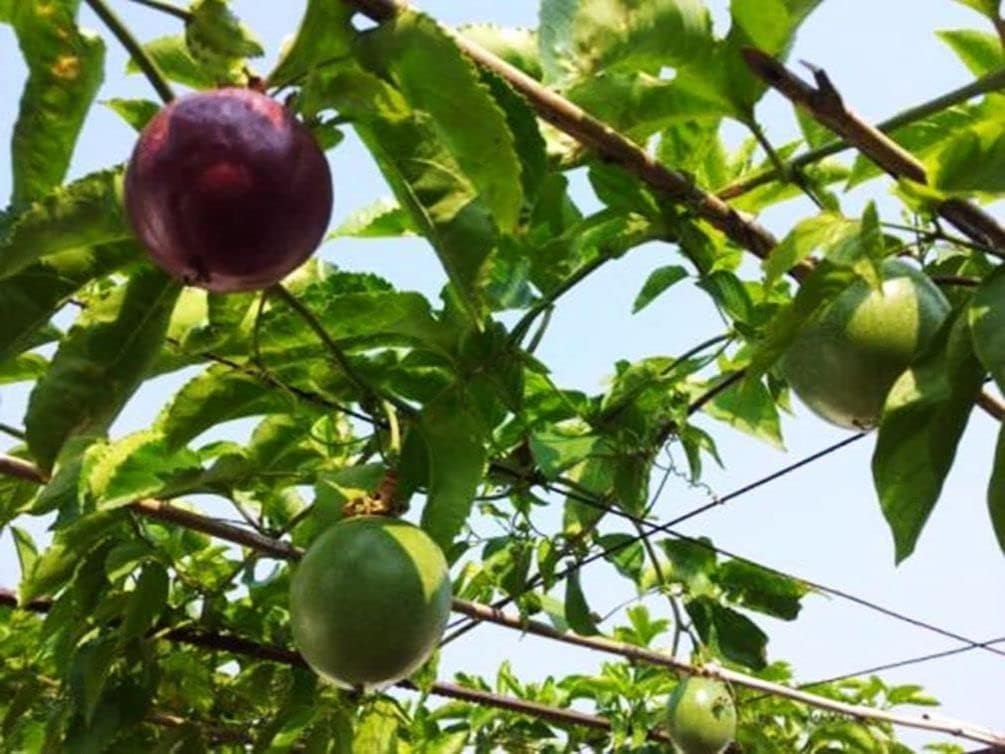 20 Purple Passion Fruit Seeds Edible Fruit Cold Hardy U3763