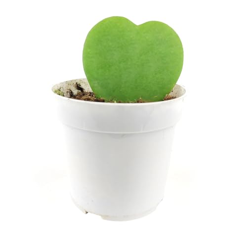 Hoya Kerrii Heart (4" Grower Pot) Heart Shaped Leaf Houseplant V28049